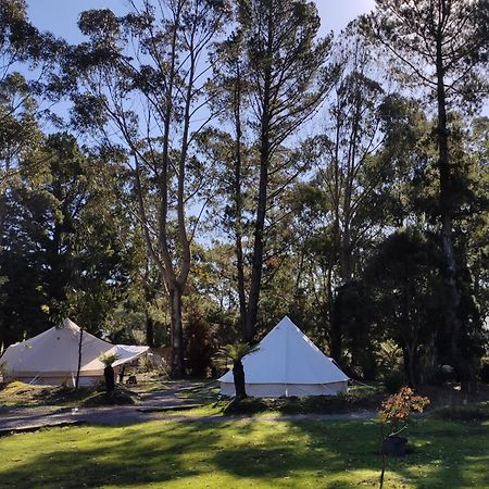 Glamping At Zeehan Bush Camp 외부 사진